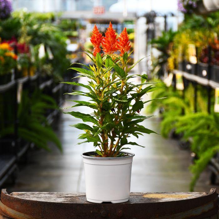 Celosia 'kelos Fire Orange' - View 5 from www redcrocus com
