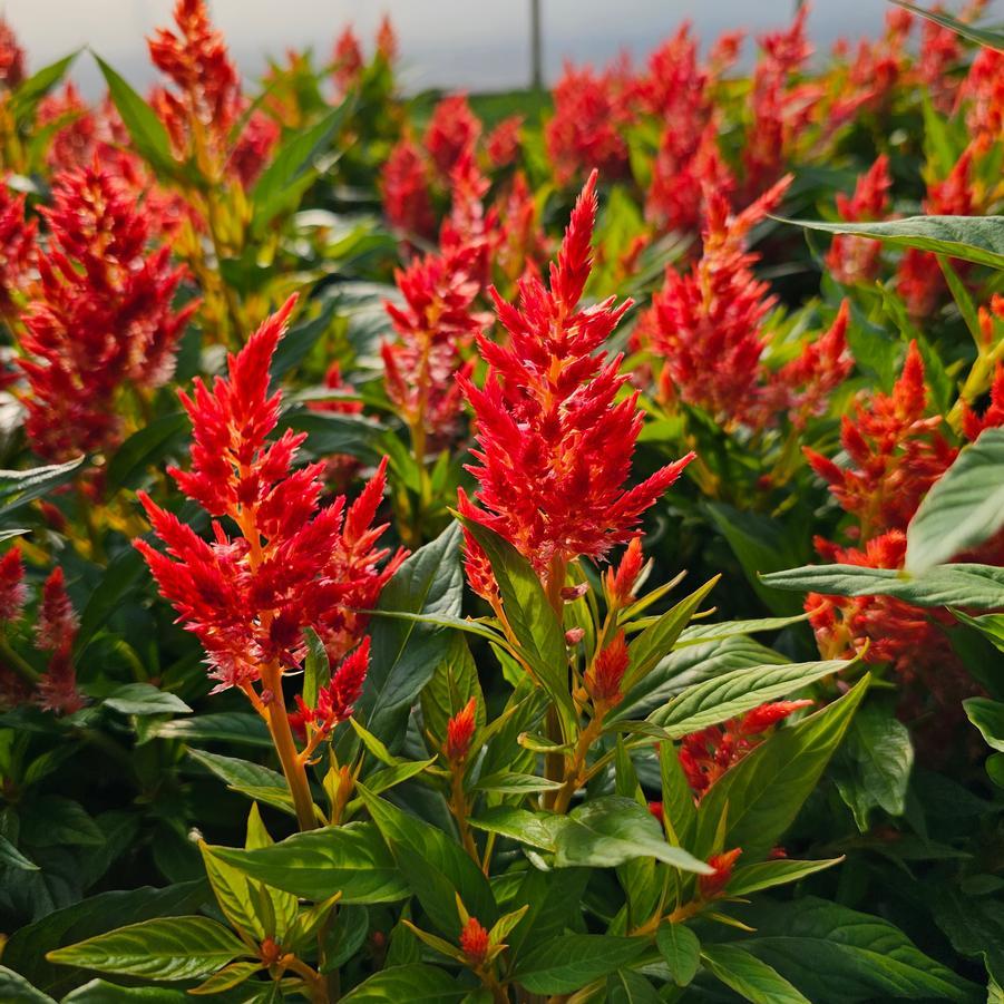 Celosia 'kelos Fire Orange' - View 6 from www redcrocus com