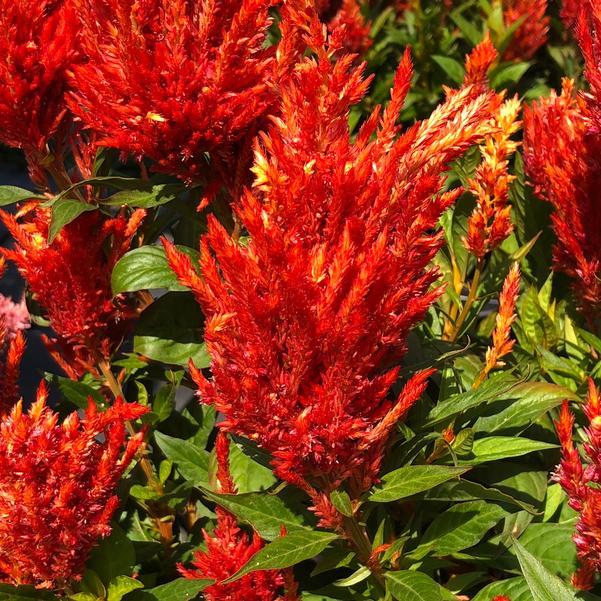 Celosia 'kelos Fire Orange' - View 7 from www redcrocus com