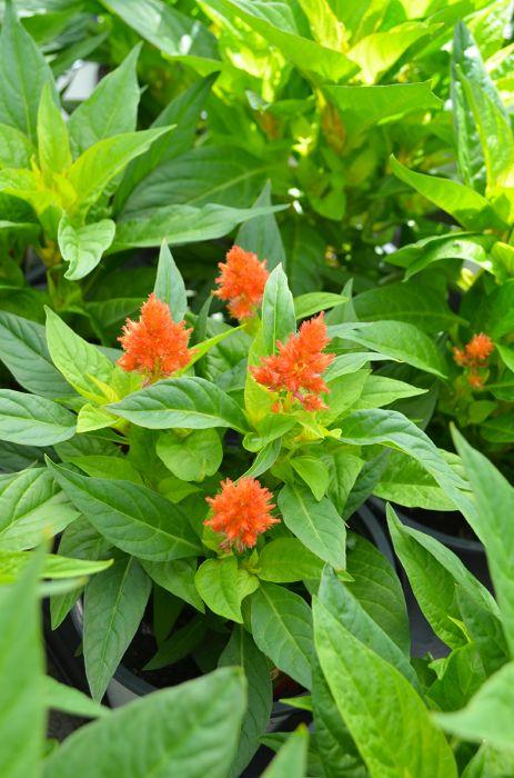 Celosia 'kelos Fire Orange' - View 8 from www redcrocus com