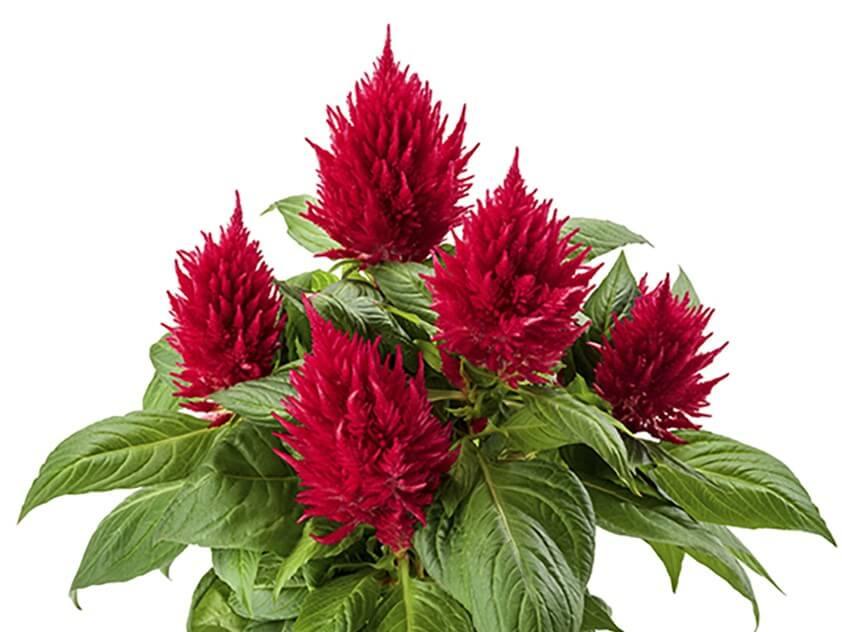 Celosia 'kelos Fire Orange' - View 9 from www redcrocus com