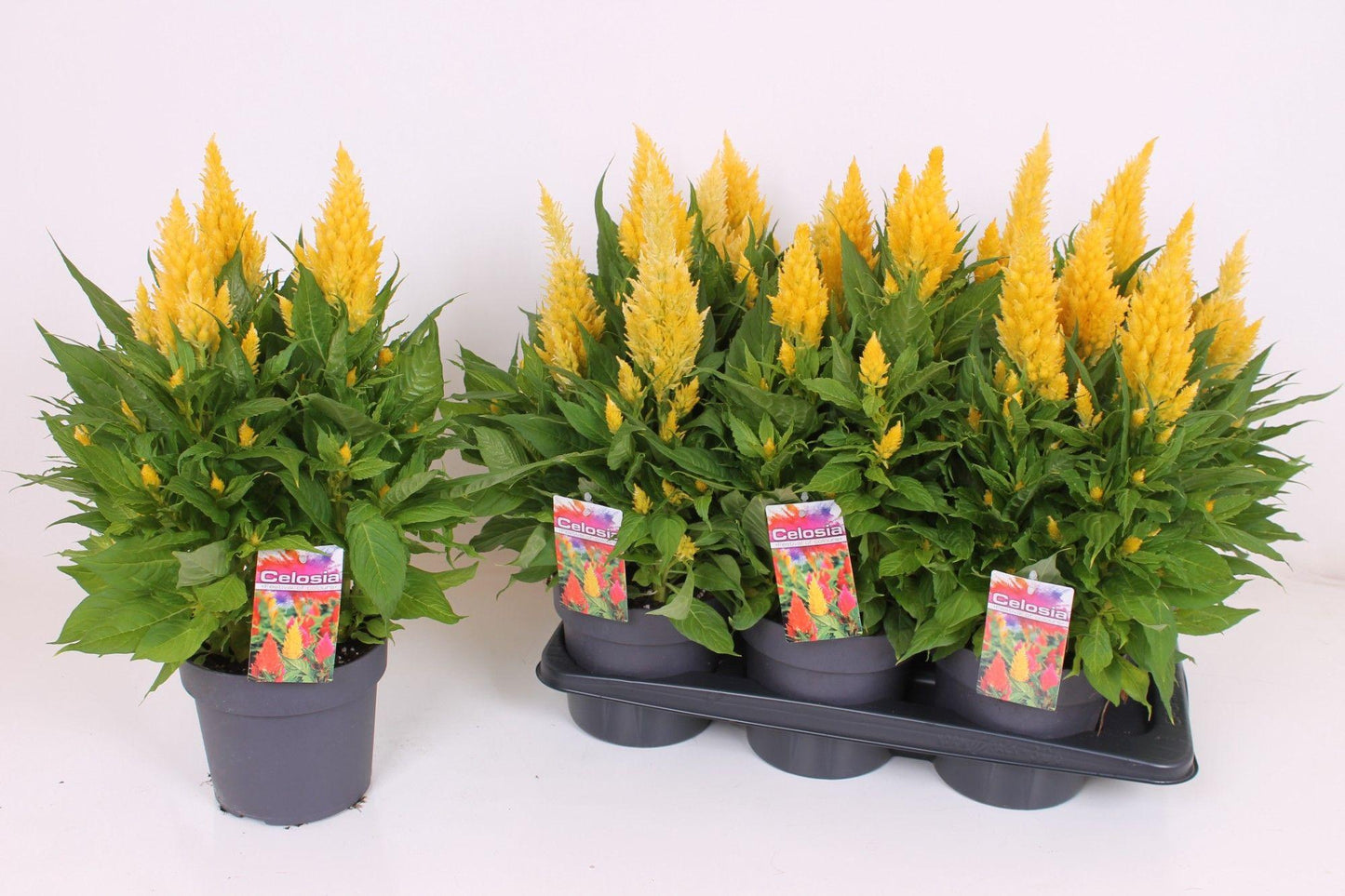 Celosia 'kelos Fire Yellow' - View 11 from www redcrocus com