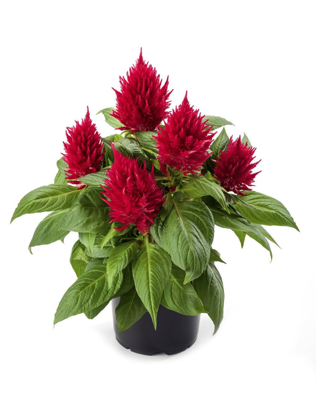 Celosia 'kelos Fire Yellow' - View 13 from www redcrocus com