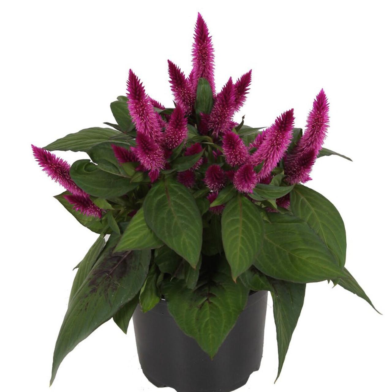 Celosia 'kelos Fire Yellow' - View 14 from www redcrocus com