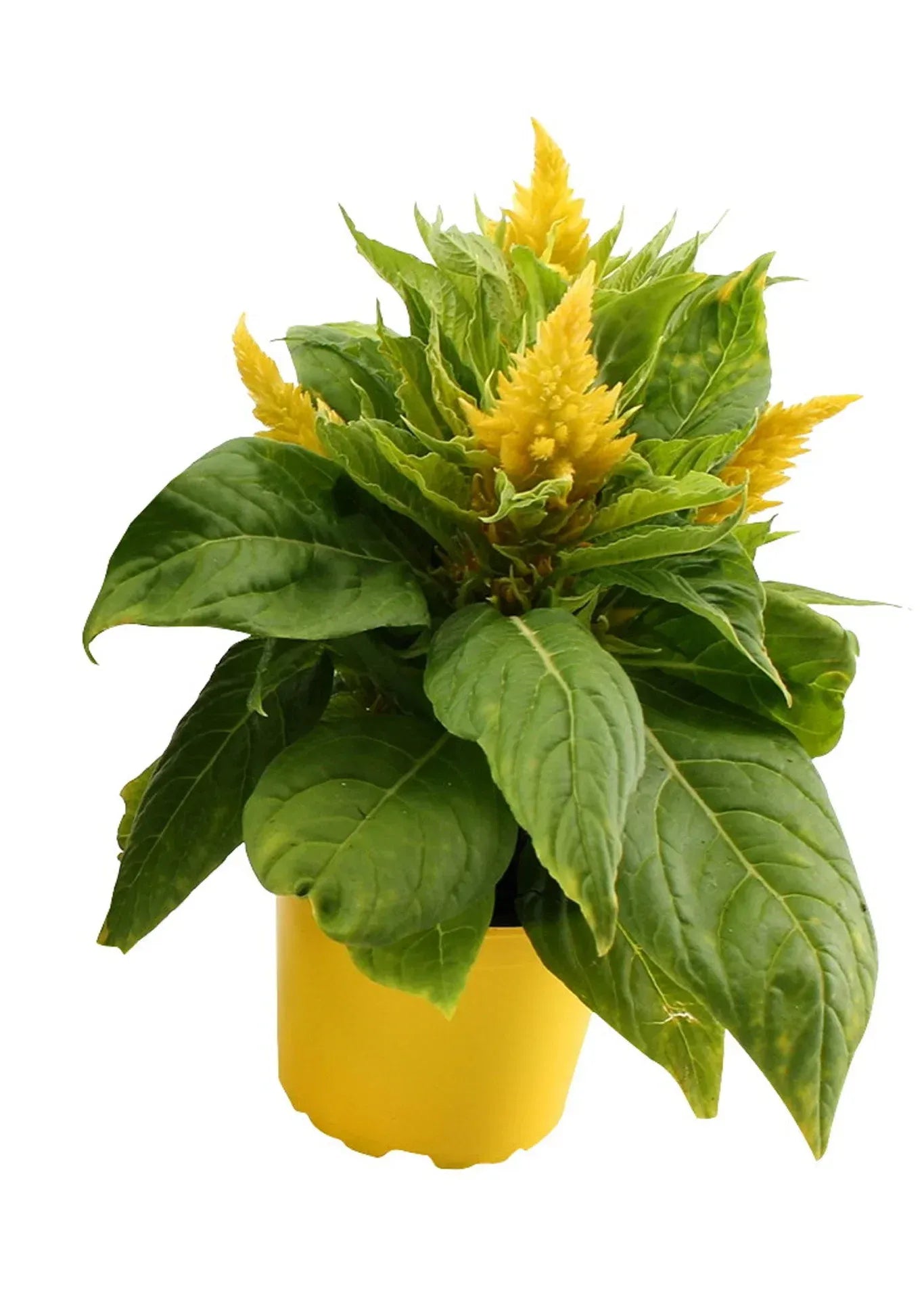 Celosia 'kelos Fire Yellow' - View 15 from www redcrocus com