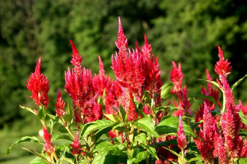 Celosia 'kelos Fire Yellow' - View 16 from www redcrocus com