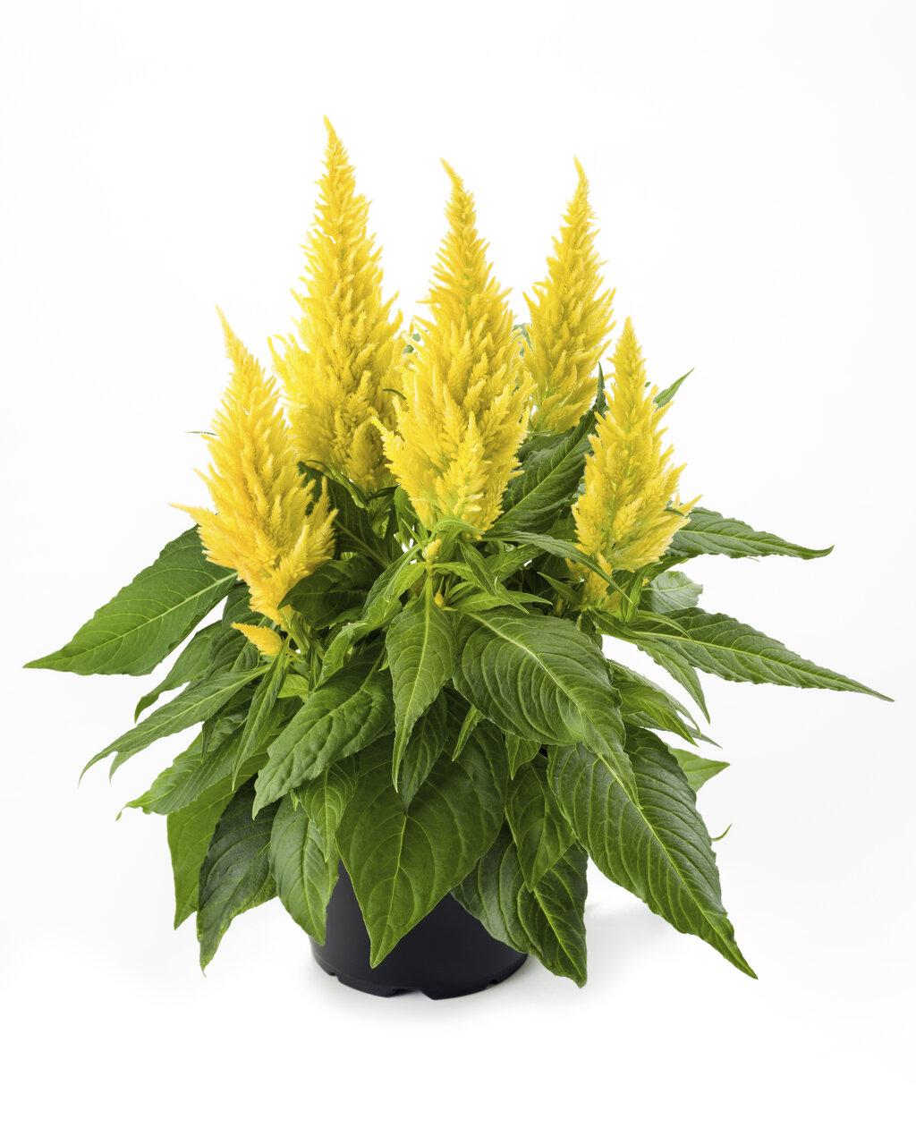 Celosia 'kelos Fire Yellow' - View 1 from www redcrocus com