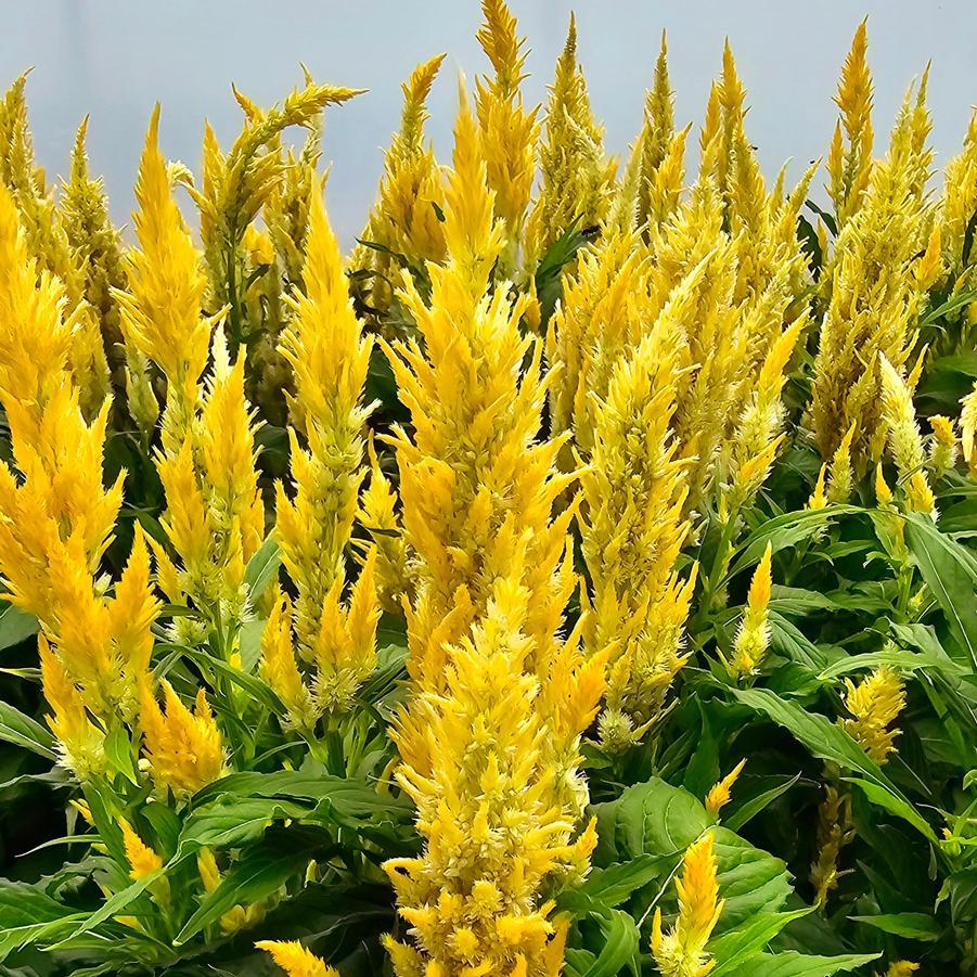 Celosia 'kelos Fire Yellow' - View 2 from www redcrocus com