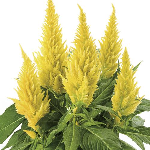 Celosia 'kelos Fire Yellow' - View 3 from www redcrocus com