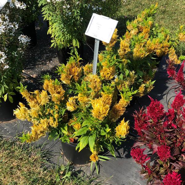 Celosia 'kelos Fire Yellow' - View 5 from www redcrocus com