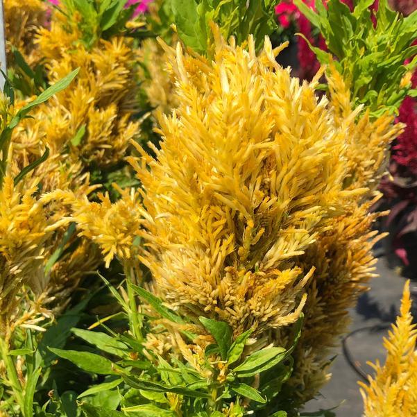 Celosia 'kelos Fire Yellow' - View 6 from www redcrocus com