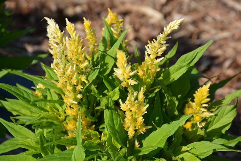 Celosia 'kelos Fire Yellow' - View 7 from www redcrocus com