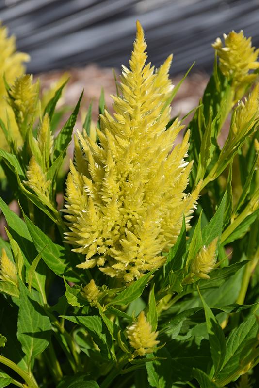 Celosia 'kelos Fire Yellow' - View 8 from www redcrocus com