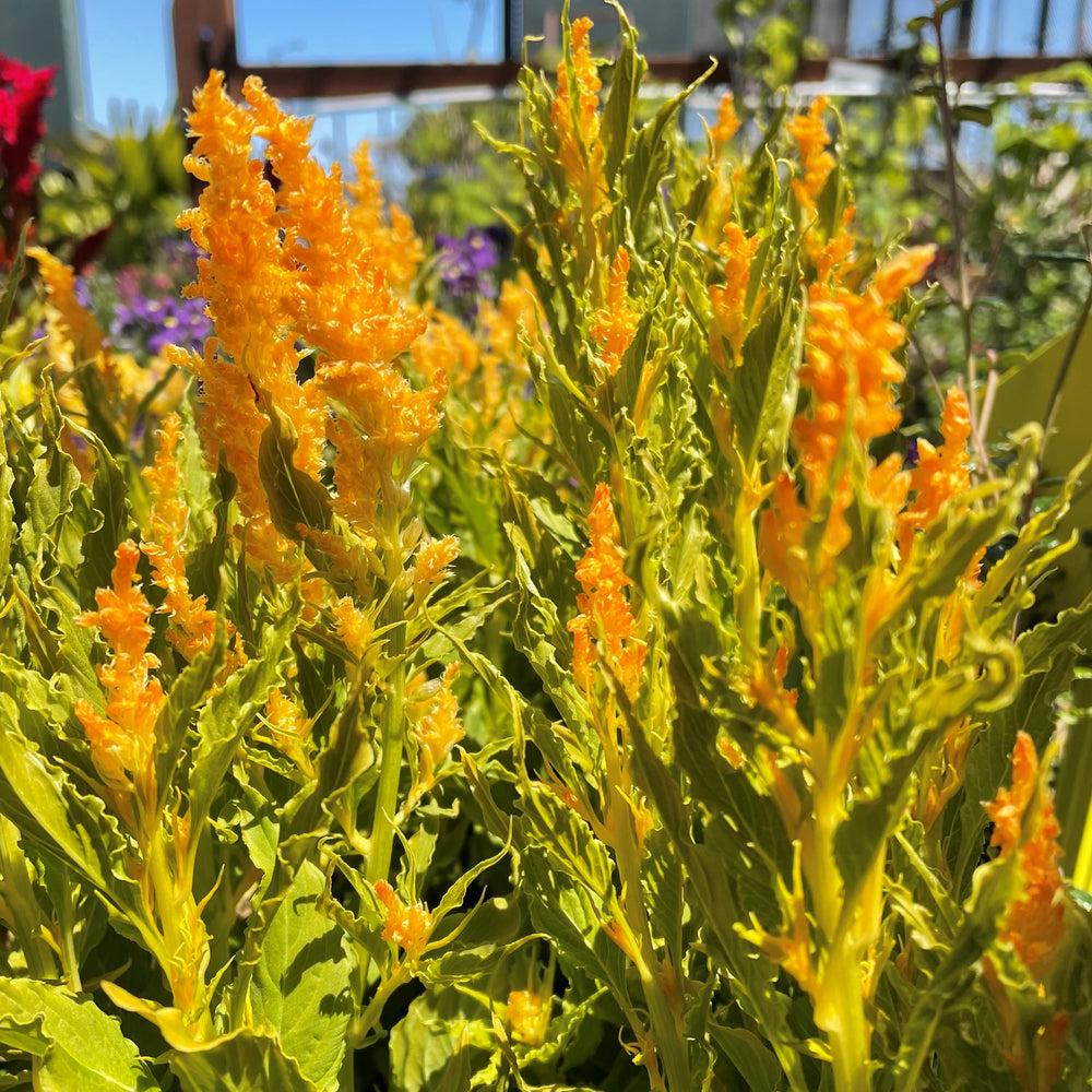 Celosia 'kelos Fire Yellow' - View 9 from www redcrocus com