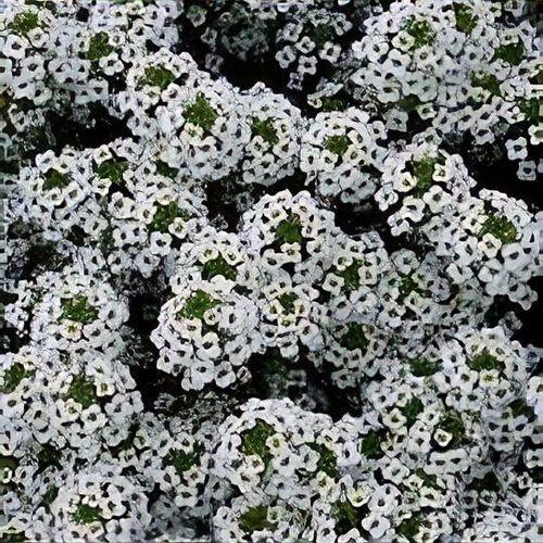 Lobularia 'white Stream' - View 10 from www redcrocus com