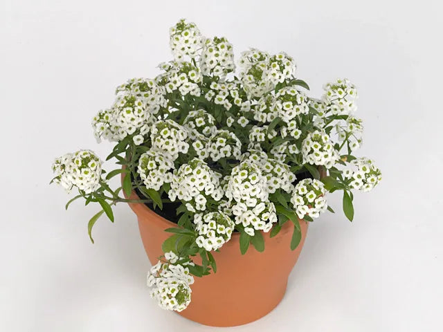Lobularia 'white Stream' - View 11 from www redcrocus com