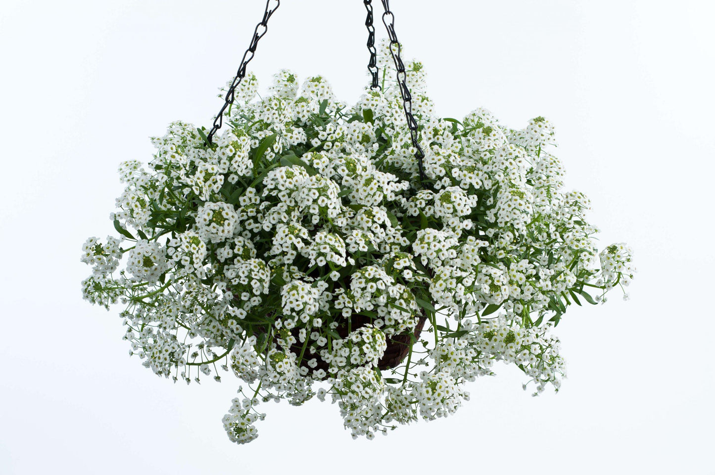 Lobularia 'white Stream' - View 12 from www redcrocus com