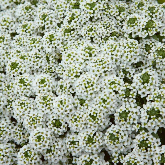 Lobularia 'white Stream' - View 13 from www redcrocus com