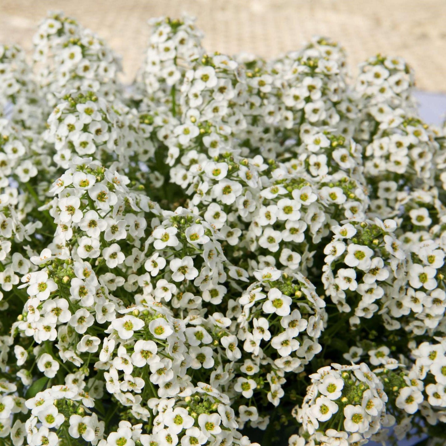 Lobularia 'white Stream' - View 14 from www redcrocus com