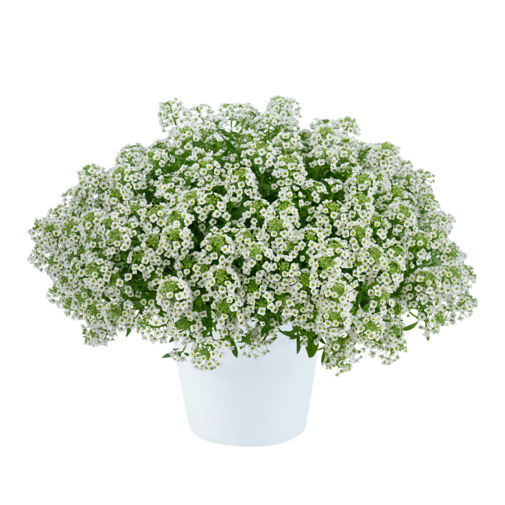 Lobularia 'white Stream' - View 15 from www redcrocus com