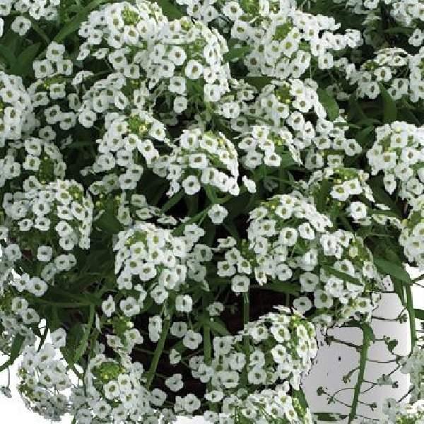 Lobularia 'white Stream' - View 16 from www redcrocus com