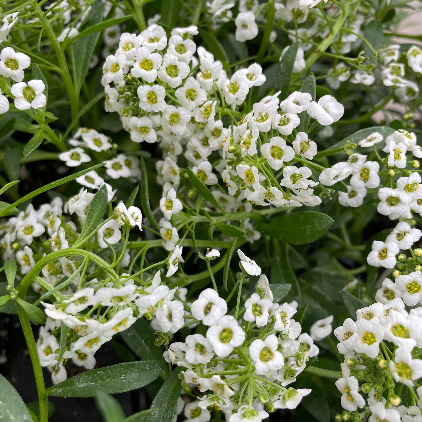 Lobularia 'white Stream' - View 17 from www redcrocus com