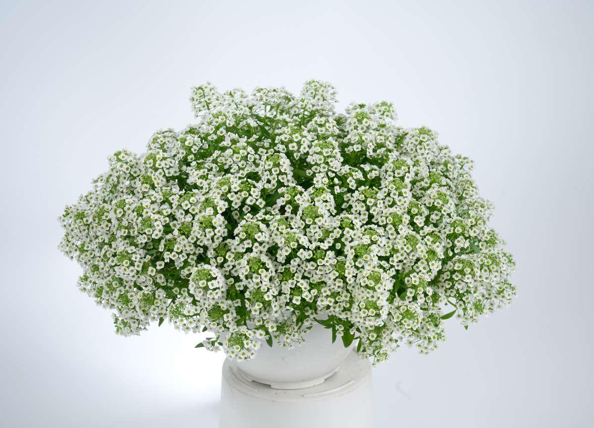 Lobularia 'white Stream' - View 19 from www redcrocus com