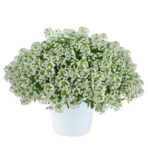 Lobularia 'white Stream' - View 1 from www redcrocus com