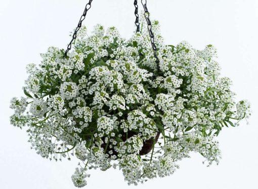 Lobularia 'white Stream' - View 20 from www redcrocus com