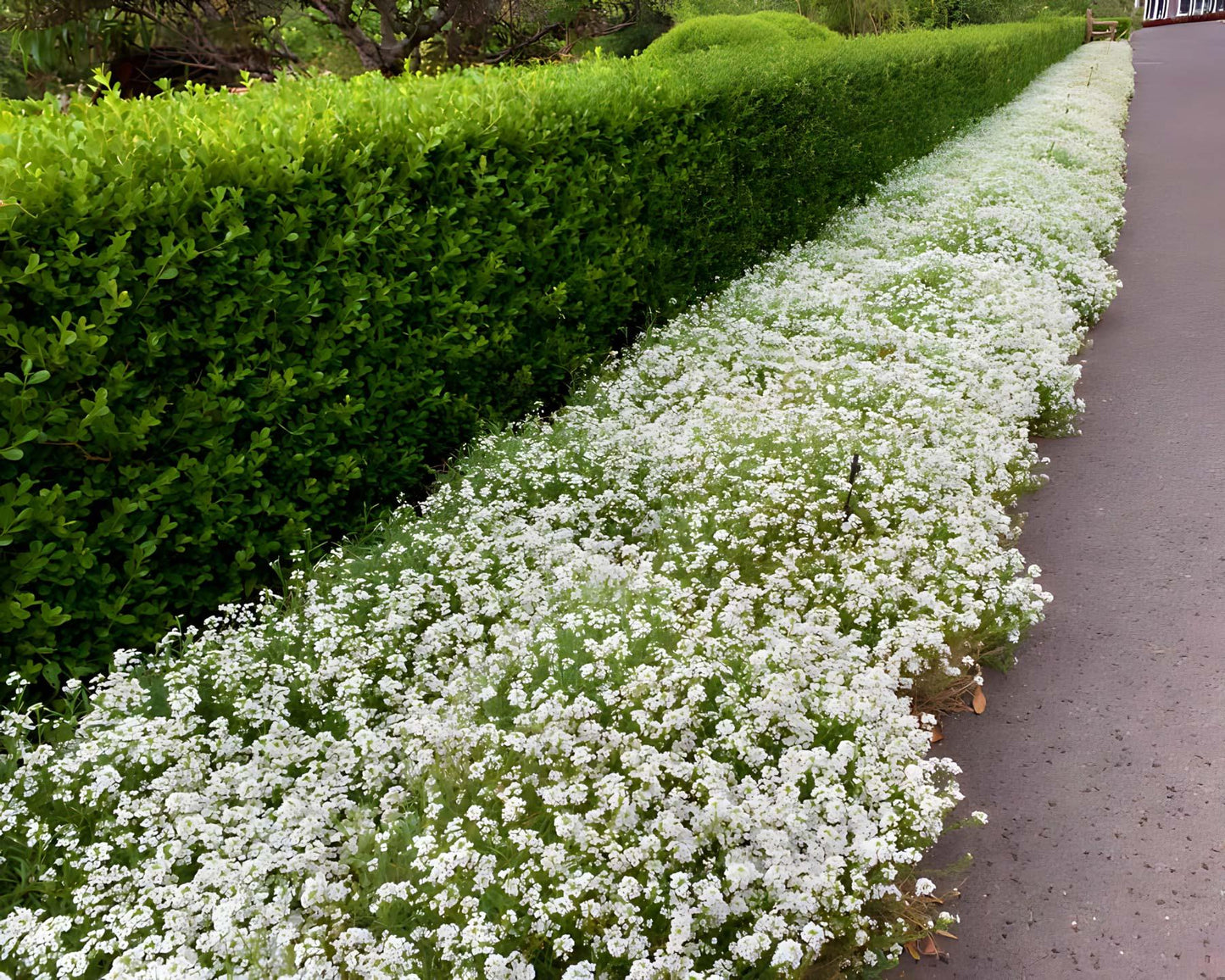 Lobularia 'white Stream' - View 22 from www redcrocus com