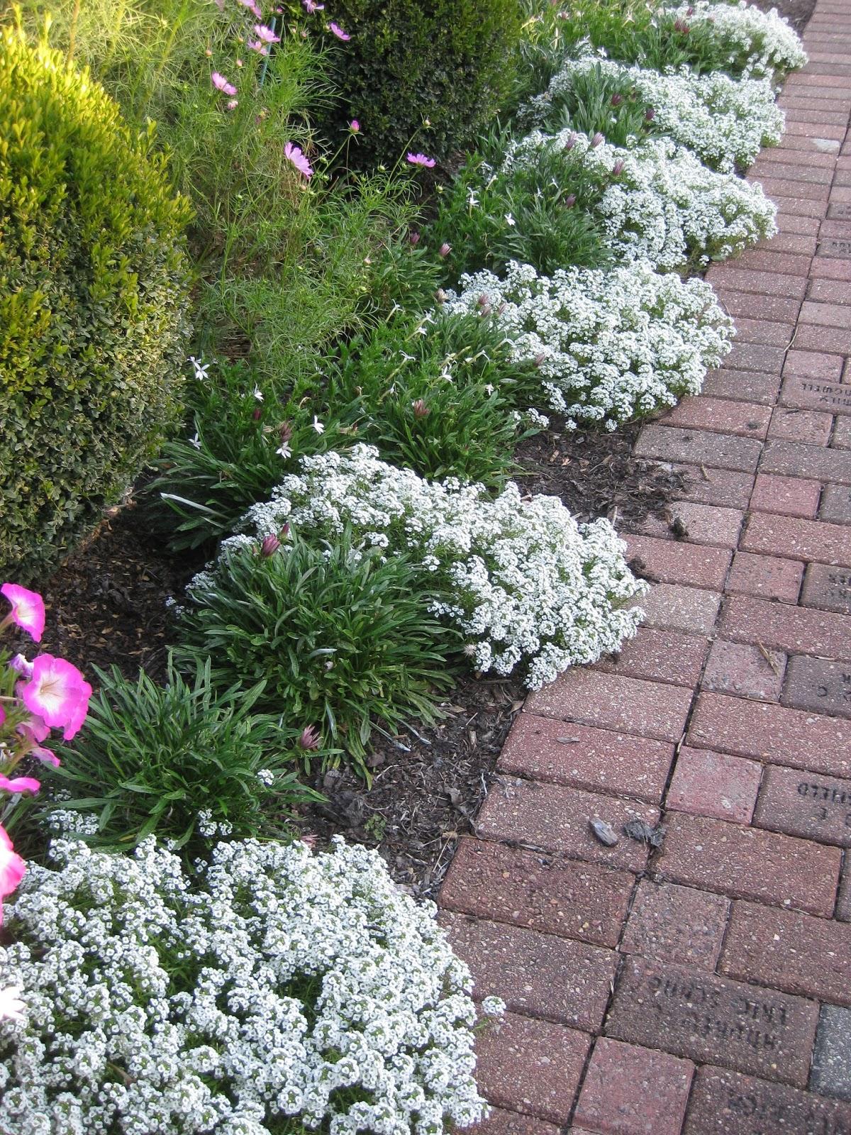 Lobularia 'white Stream' - View 23 from www redcrocus com