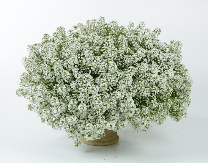 Lobularia 'white Stream' - View 24 from www redcrocus com