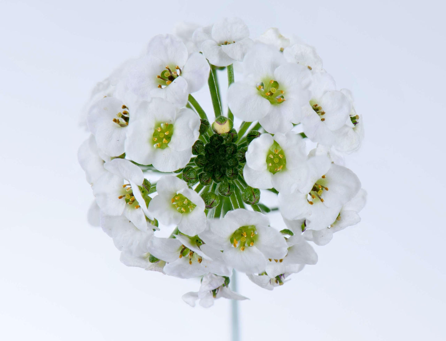 Lobularia 'white Stream' - View 25 from www redcrocus com