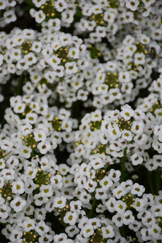 Lobularia 'white Stream' - View 26 from www redcrocus com
