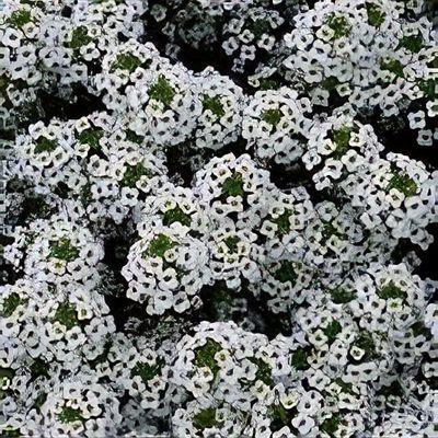 Lobularia 'white Stream' - View 27 from www redcrocus com