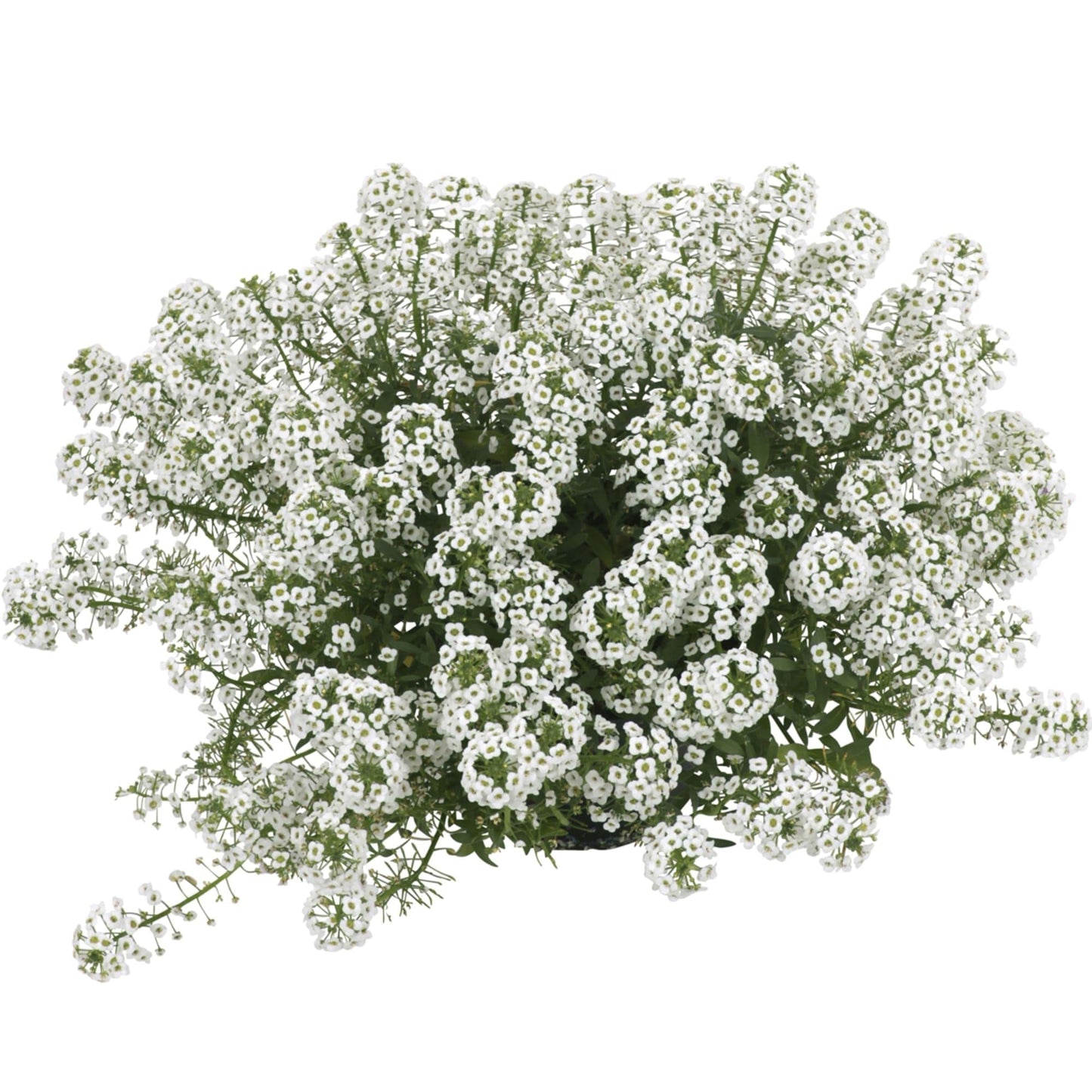 Lobularia 'white Stream' - View 28 from www redcrocus com