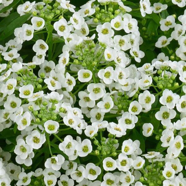 Lobularia 'white Stream' - View 2 from www redcrocus com