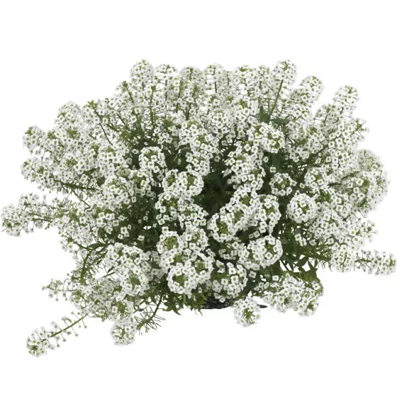 Lobularia 'white Stream' - View 30 from www redcrocus com