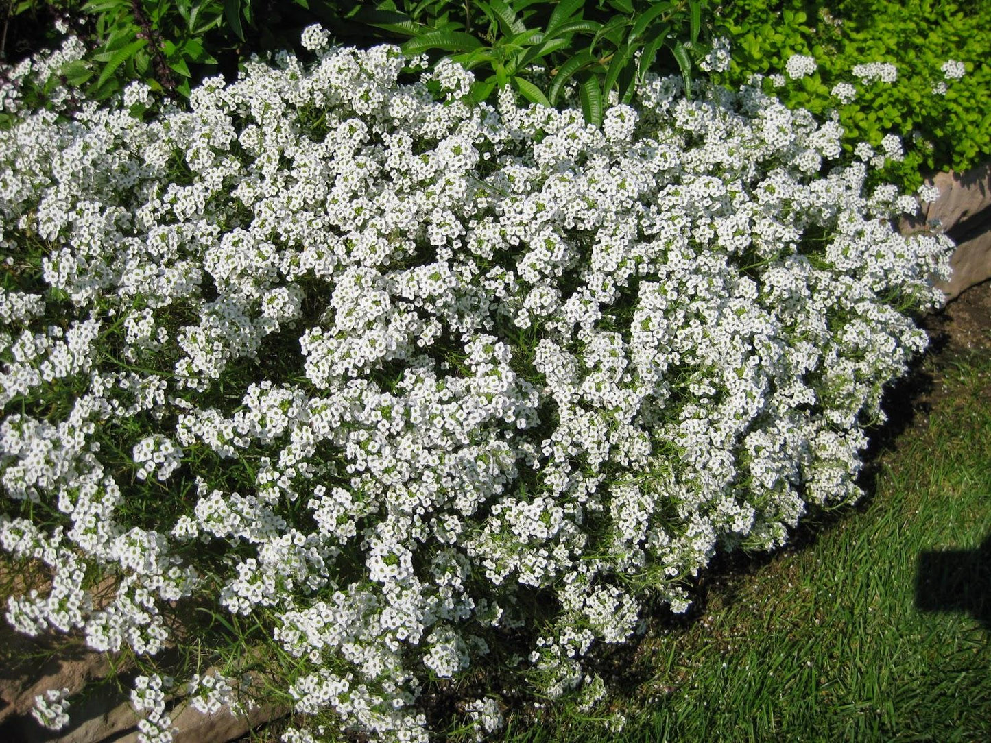 Lobularia 'white Stream' - View 32 from www redcrocus com
