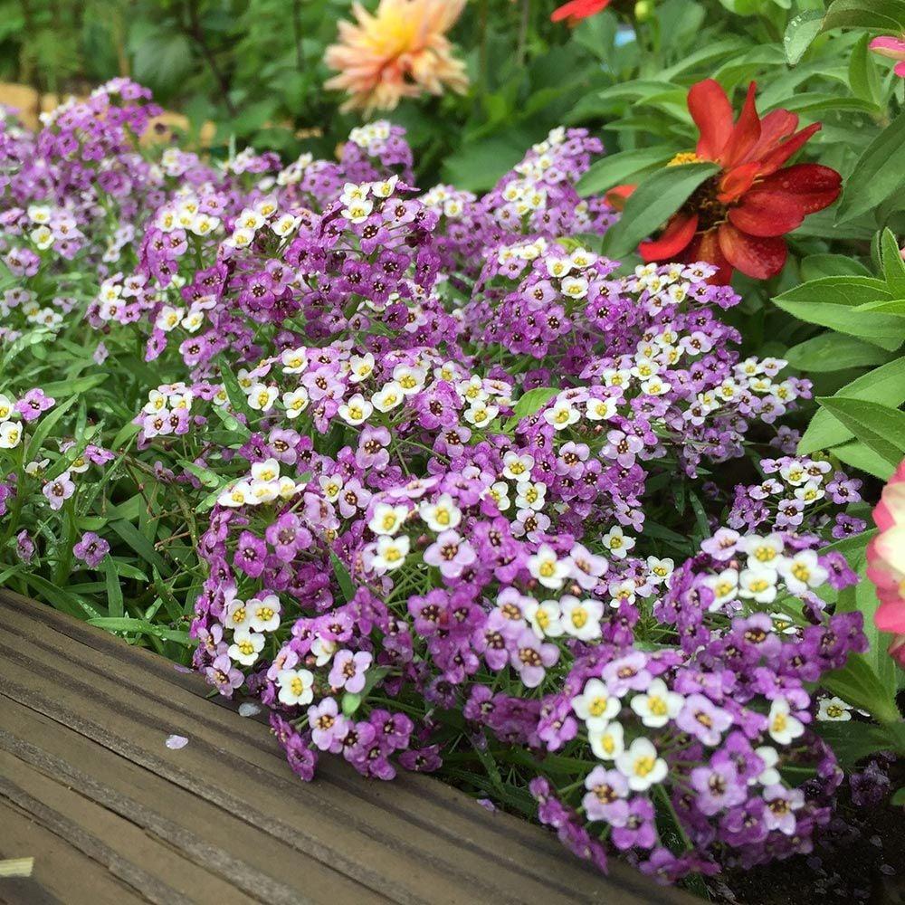 Lobularia 'white Stream' - View 33 from www redcrocus com