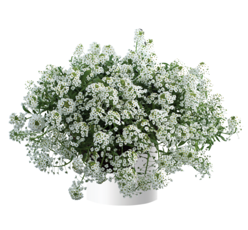 Lobularia 'white Stream' - View 34 from www redcrocus com