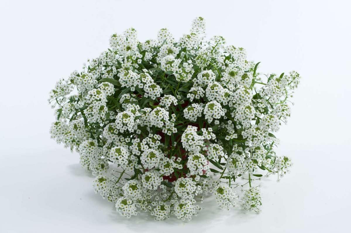 Lobularia 'white Stream' - View 4 from www redcrocus com