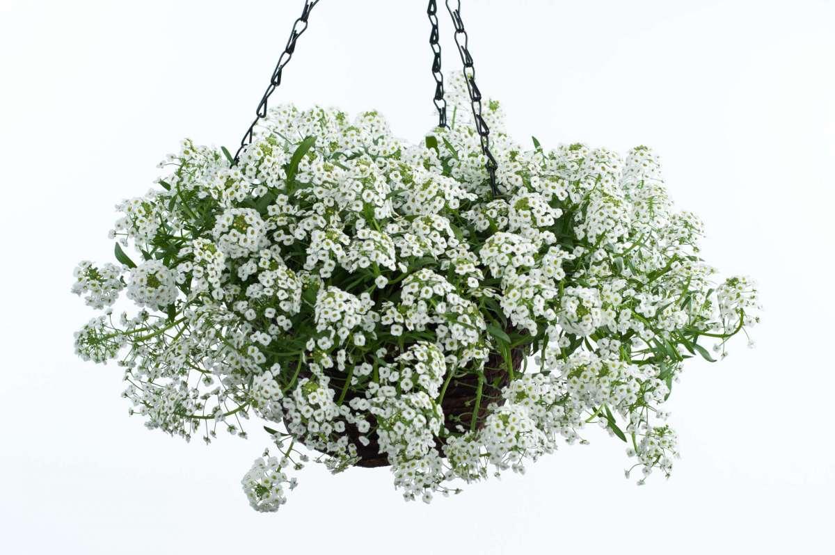 Lobularia 'white Stream' - View 5 from www redcrocus com