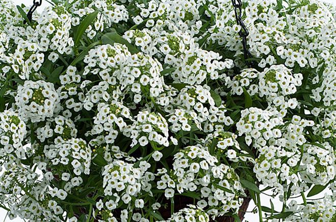 Lobularia 'white Stream' - View 6 from www redcrocus com