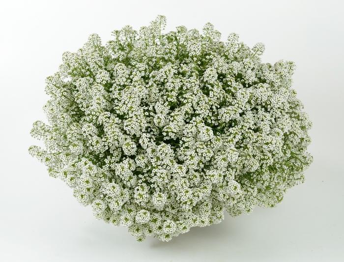 Lobularia 'white Stream' - View 8 from www redcrocus com