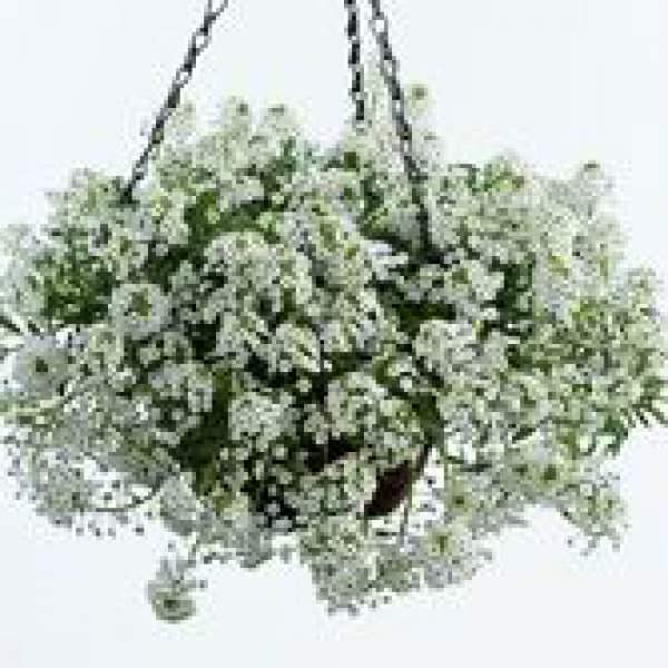 Lobularia 'white Stream' - View 9 from www redcrocus com