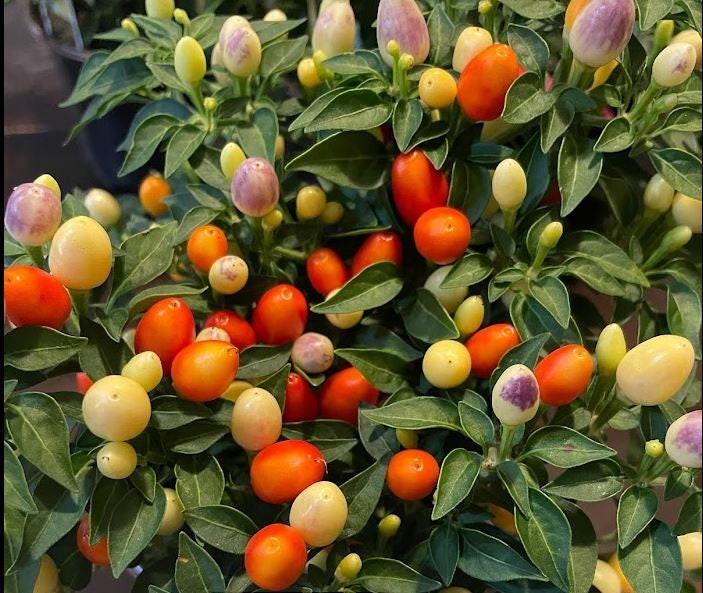 Pepper, Ornamental 'hot Pops Yellow' - View 3 from www redcrocus com