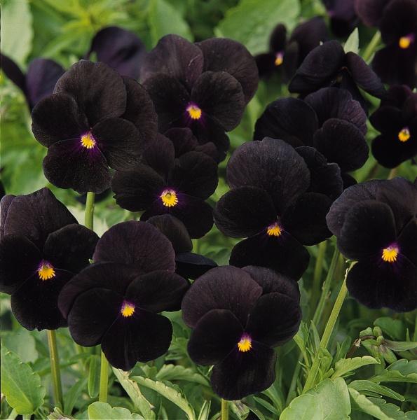 Viola 'sorbet Black Delight' - View 11 from www redcrocus com