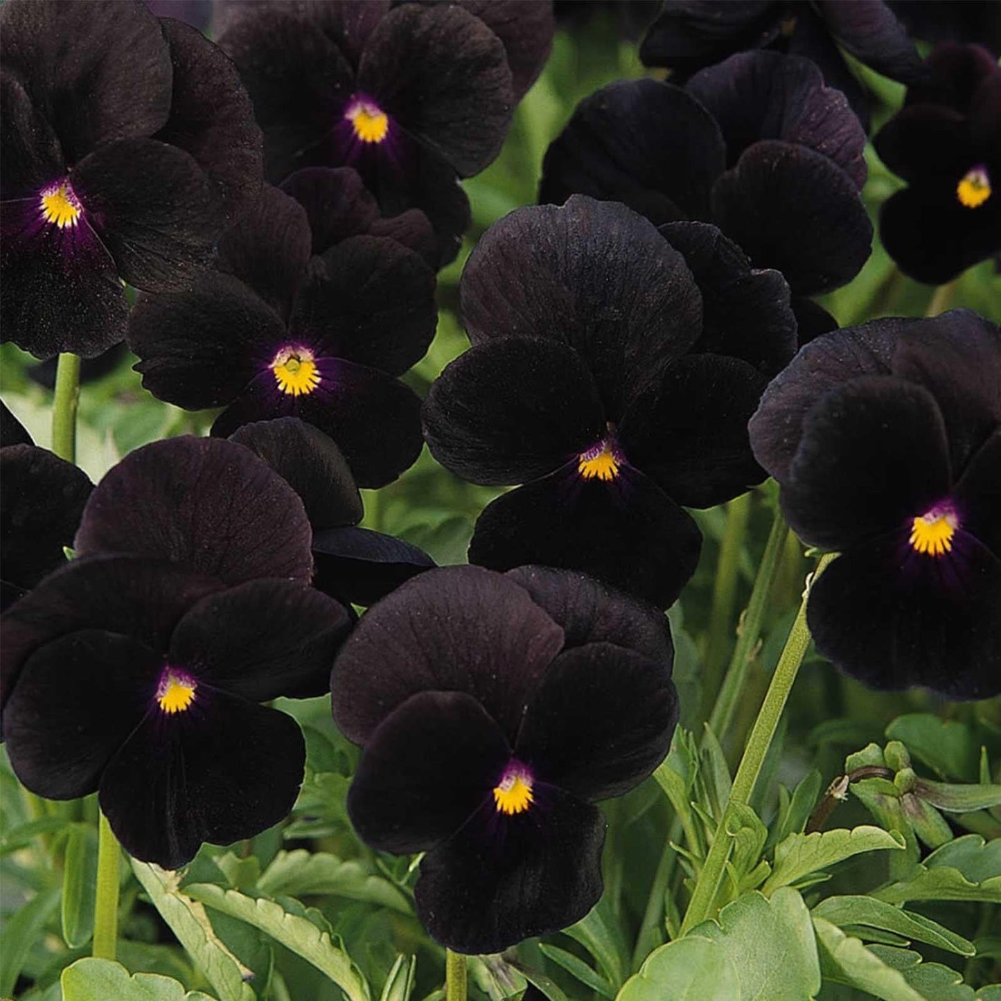 Viola 'sorbet Black Delight' - View 20 from www redcrocus com