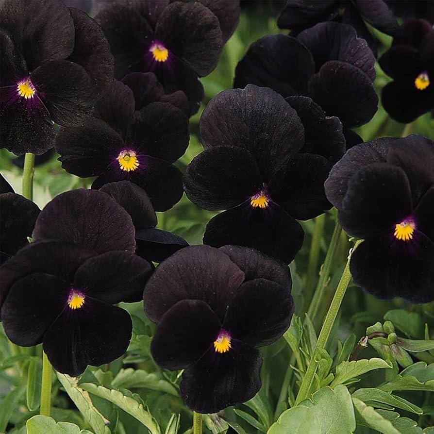 Viola 'sorbet Black Delight' - View 23 from www redcrocus com